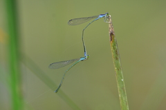 Aciagrion approximans