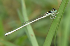 Agriocnemis lacteola