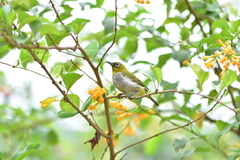 Zosterops palpebrosus