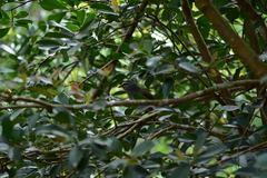 Montecincla fairbanki