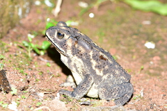 Duttaphrynus melanostictus