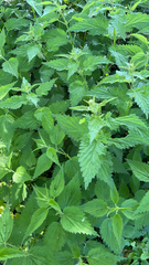 Urtica dioica