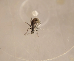 Sciaphobus squalidus