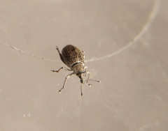 Sciaphobus squalidus