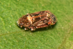 Deferunda