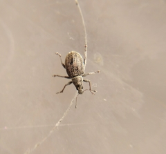 Sciaphobus squalidus