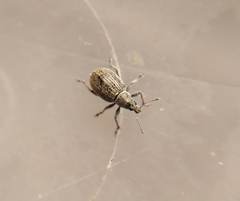 Sciaphobus squalidus