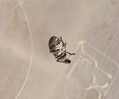 Sciaphobus squalidus
