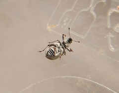 Sciaphobus squalidus