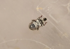 Sciaphobus squalidus