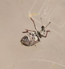 Sciaphobus squalidus