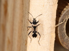 Raglius confusus