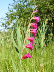 Gladiolus palustris