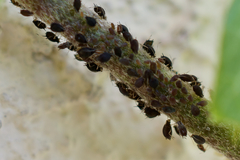 Aphis hederae