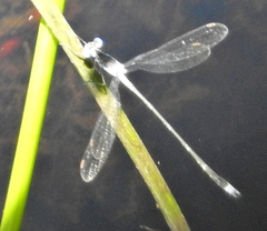 Lestes tridens