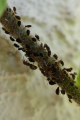 Aphis hederae