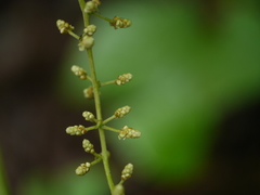 Dioscorea hispida