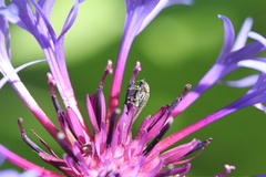 Cleopomiarus graminis