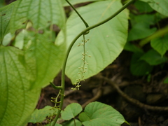 Dioscorea hispida