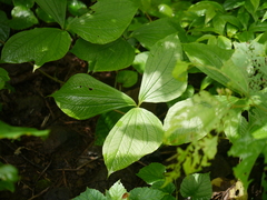 Dioscorea hispida