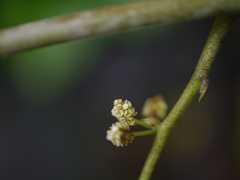 Dioscorea hispida
