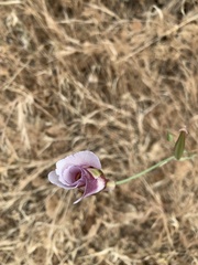 Calochortus argillosus