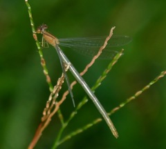Pseudagrion microcephalum