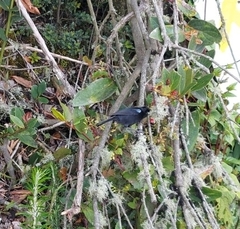 Diglossa lafresnayii