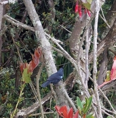 Diglossa lafresnayii