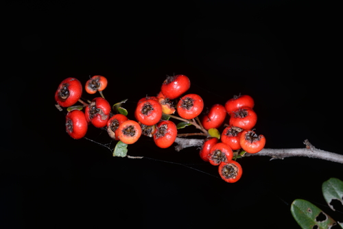 Pyracantha koidzumii