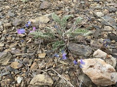 Gueldenstaedtia verna