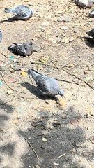 Columba livia domestica