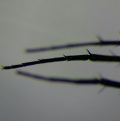 Hercostomus rusticus