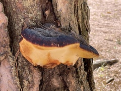 Fomitopsis pinicola