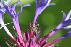 Cleopomiarus graminis