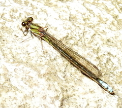 Pseudagrion furcigerum