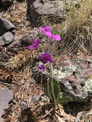 Primula parryi