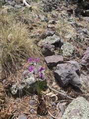 Primula parryi