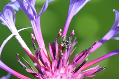 Cleopomiarus graminis