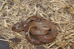 Common Wolf Snake photo 5
