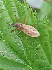 Nabis rugosus
