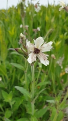 Microbotryum lychnidis-dioicae