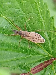 Nabis rugosus