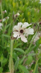 Microbotryum lychnidis-dioicae