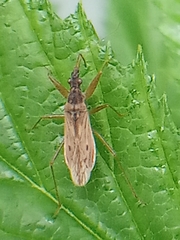 Nabis rugosus