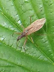 Nabis rugosus