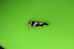 Macrobathra trithyra