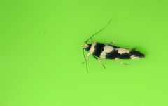 Macrobathra trithyra