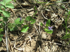 Viola mauritii