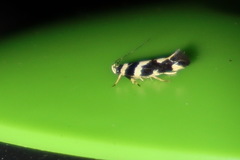 Macrobathra trithyra